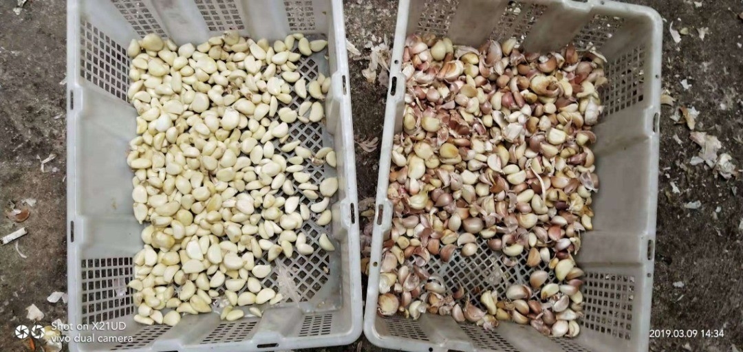 Selezionatore automatico di colore di Rgb dell'orzo del grano per i fagioli del grano commerciali