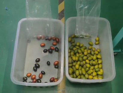 Selezionatore automatico di colore di Rgb dell'orzo del grano per i fagioli del grano commerciali