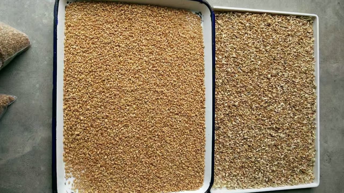 Linea di trasformazione vaglio usato dell'azienda agricola automatica di 7 scivoli di colore dell'orzo del grano con la macchina fotografica di Toshiba