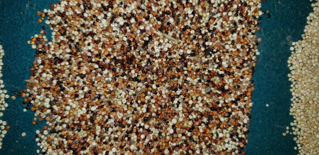 Linea di trasformazione vaglio usato dell'azienda agricola automatica di 7 scivoli di colore dell'orzo del grano con la macchina fotografica di Toshiba