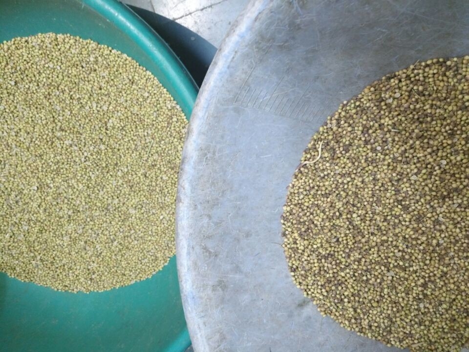 320 vaglio del grano ottico della telecamera CCD di capacità di lavorazione dei canali 2-6T/H