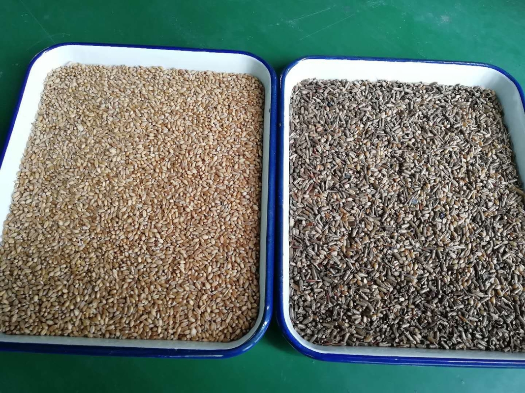 Selezionatore automatico di colore di Rgb dell'orzo del grano per i fagioli del grano commerciali