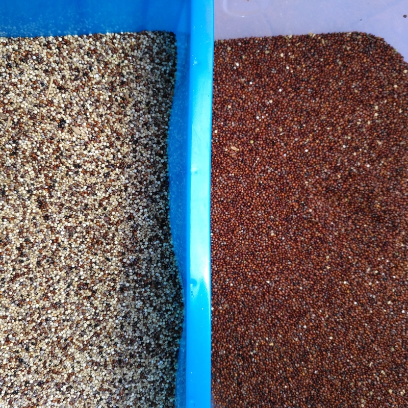 Selezionatore automatico di colore di Rgb dell'orzo del grano per i fagioli del grano commerciali