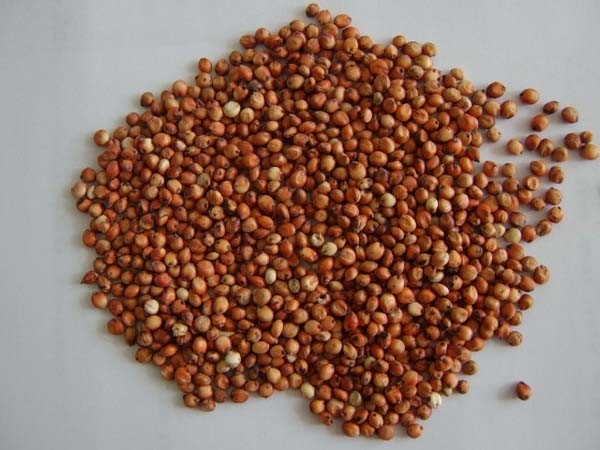 Selezionatore organico automatico intelligente di colore del riso di 7 canali 80 tonnellate per vaglio di colore di giorno