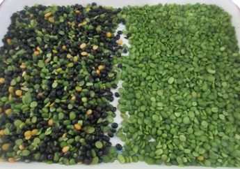 Wenyao Macchine per la lavorazione delle colture agricole Sortitore ottico di colori per lenticchie Separatore di colori 4