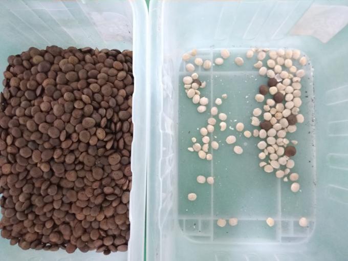 2025 Hot Sale Prezzo di fabbrica CCD Color Nut Sorter Macadamia Nut Separation Equipment con CE 4