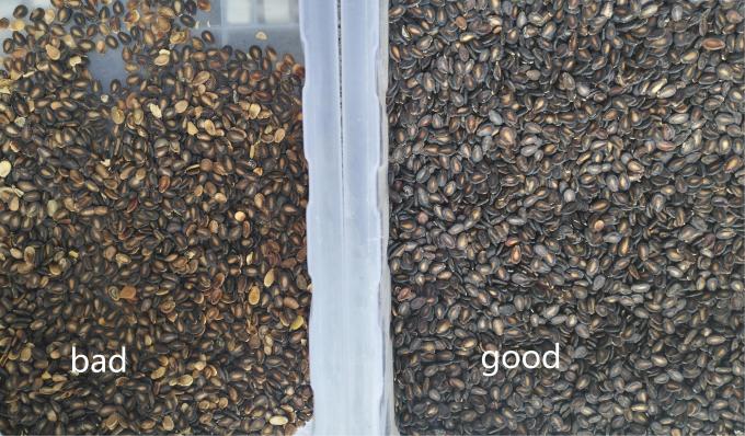 Wenyao Nuovo certificato ottico CE Semi di zucca Semi di anguria Color Sorting Machine 12