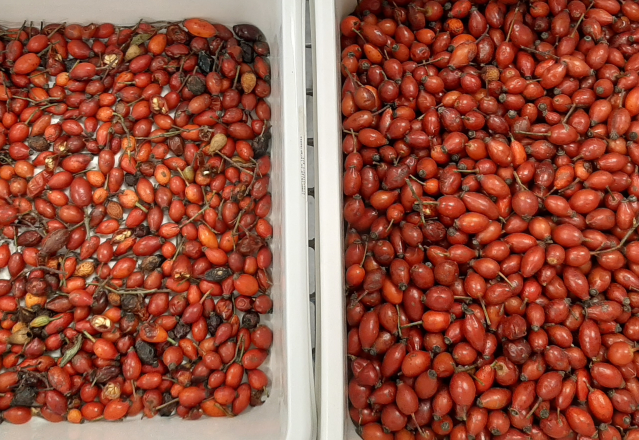 Wenyao 2025 Hot Selling Semi Sorting Full Automatic Chia Seeds Sementi di lino Color Sorting Machine 10