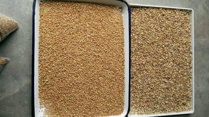 Wenyao 2025 Hot Selling Semi Sorting Full Automatic Chia Seeds Sementi di lino Color Sorting Machine 11