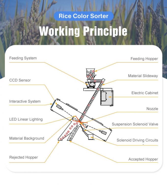 Wenyao AI Technology Color Sorting Machine Multifunction Optical Color Sorting For Grain Rice Beans Seeds 4