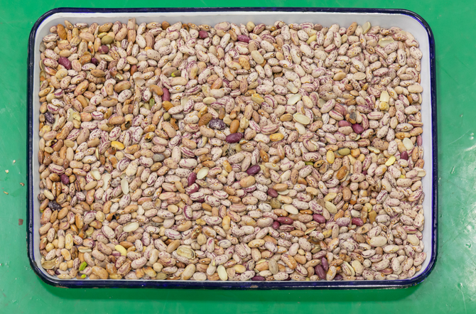 Macchina selezionatrice del colore per fagioli di soia a 3 canali Wenyao Full Automatic 4