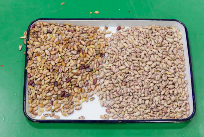 Macchina selezionatrice del colore per fagioli di soia a 3 canali Wenyao Full Automatic 5