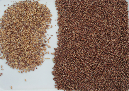 Selezionatrice Ottica del Colore per Mais, Segale, Quinoa, Selezionatrice del Colore, Macchina Selezionatrice Online, Produttore di Selezionatrici del Colore