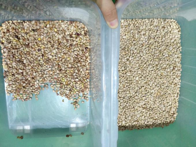 Macchina selezionatrice ad alte prestazioni Wenyao Optical per fagioli Kidney e fagioli brasiliani 4