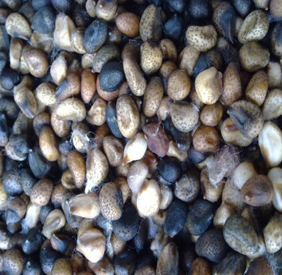 Selezionatrice ottica professionale Wenyao per sesamo, colore, macchina selezionatrice per semi di cotone, prezzo 10