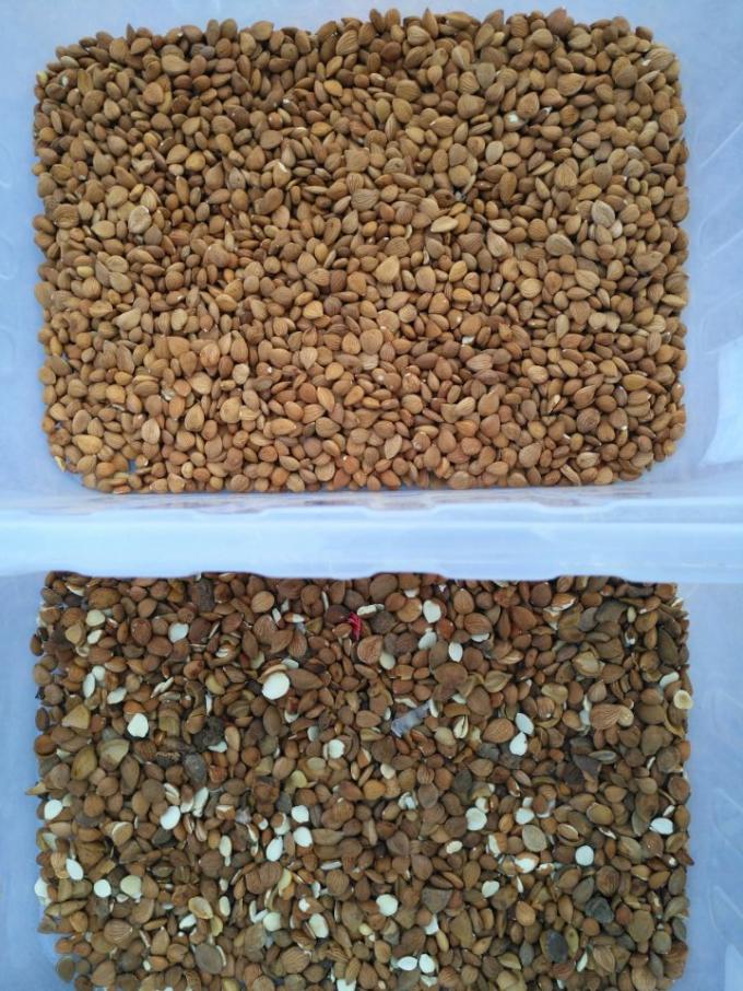 Accuratezza CCD Camera Automatica Macadamia Noce Color Sorting Machine 11