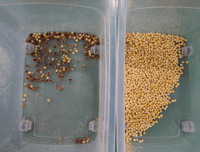 Accuratezza CCD Camera Automatica Macadamia Noce Color Sorting Machine 12