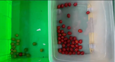 Wenyao Separazione automatica dei colori Blueberry fresco Juniper Berry Color Sorting Machine 7