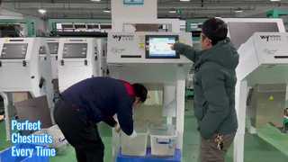 Sortitore di colore castagno