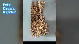 Selezionatore di colori castagna per noci