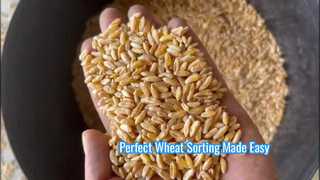 Selezionatore di colore del grano